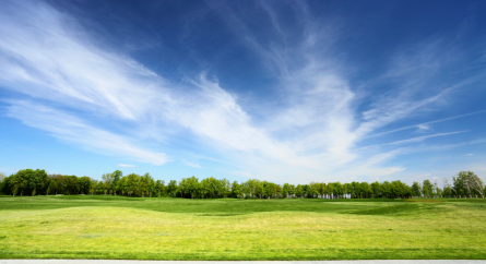 Nature landscape of a field and forest.