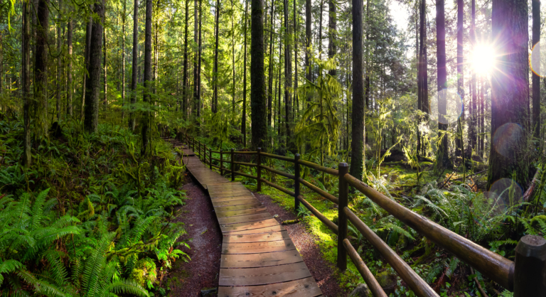 wooden footpath in the forest