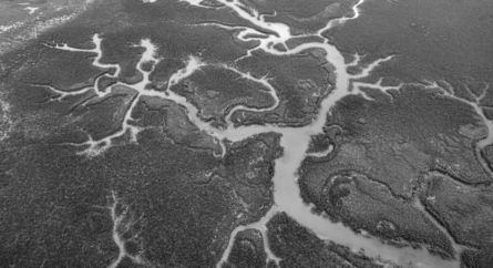 aerial view of wetlands