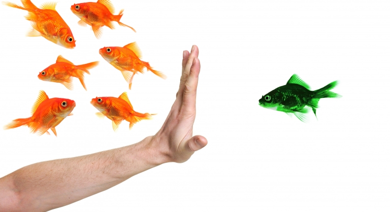 Hand stopping green goldfish from joining a group of gold goldfish.