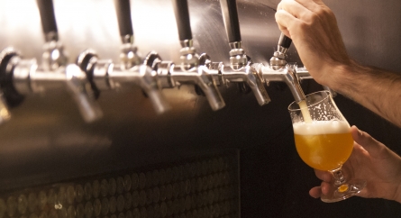 Draught beer pouring into tulip glass.